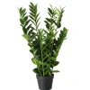 Boltze Topfpflanze Zamioculcas