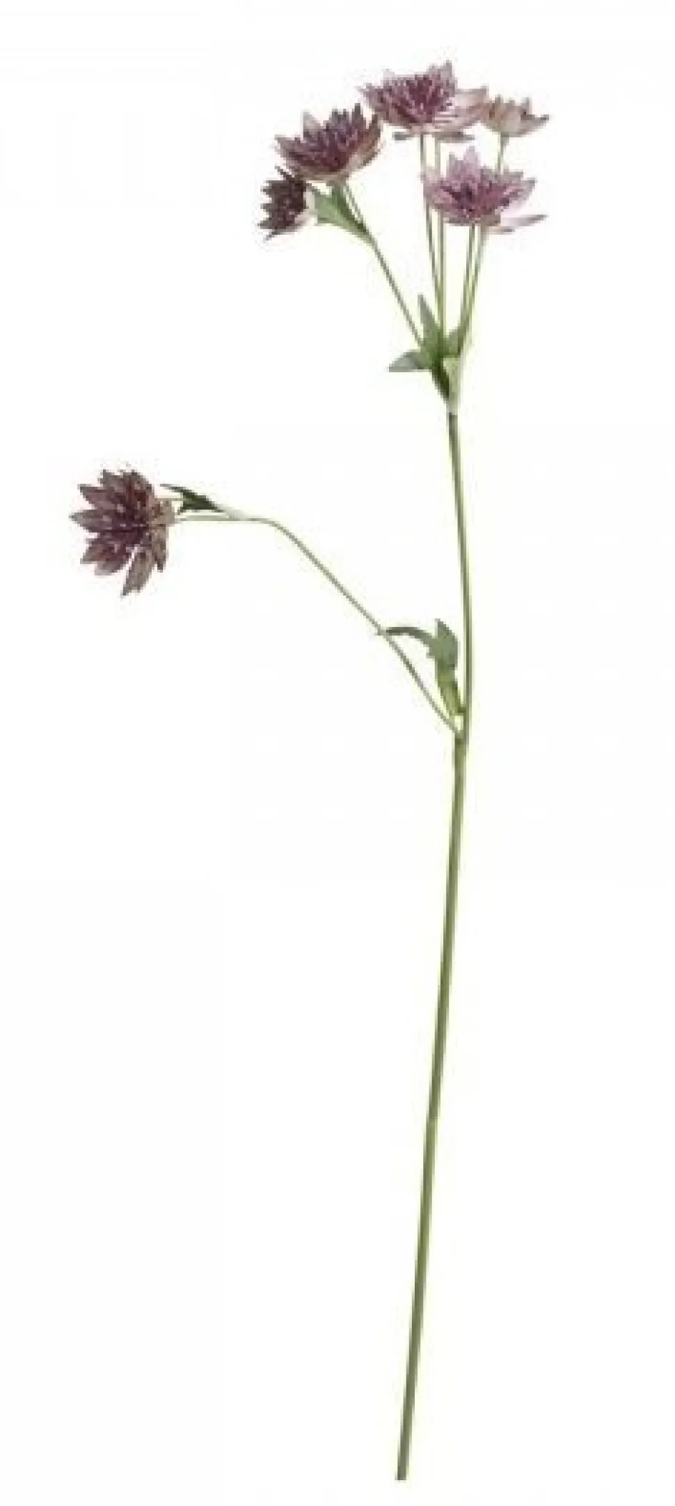 Chic Antique Fleur Distel 4