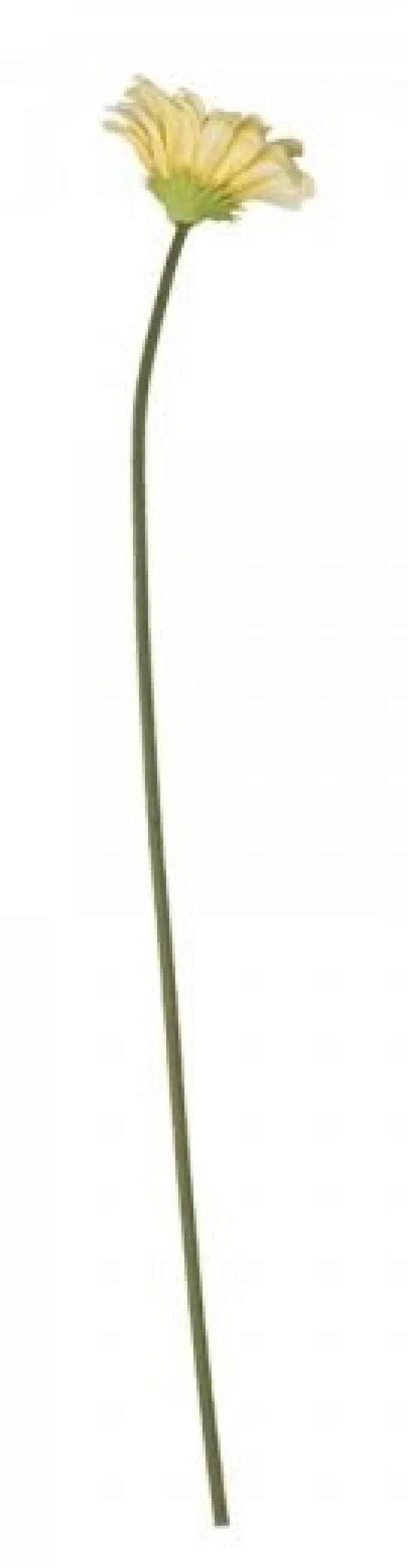 Chic Antique Fleur Gerbera