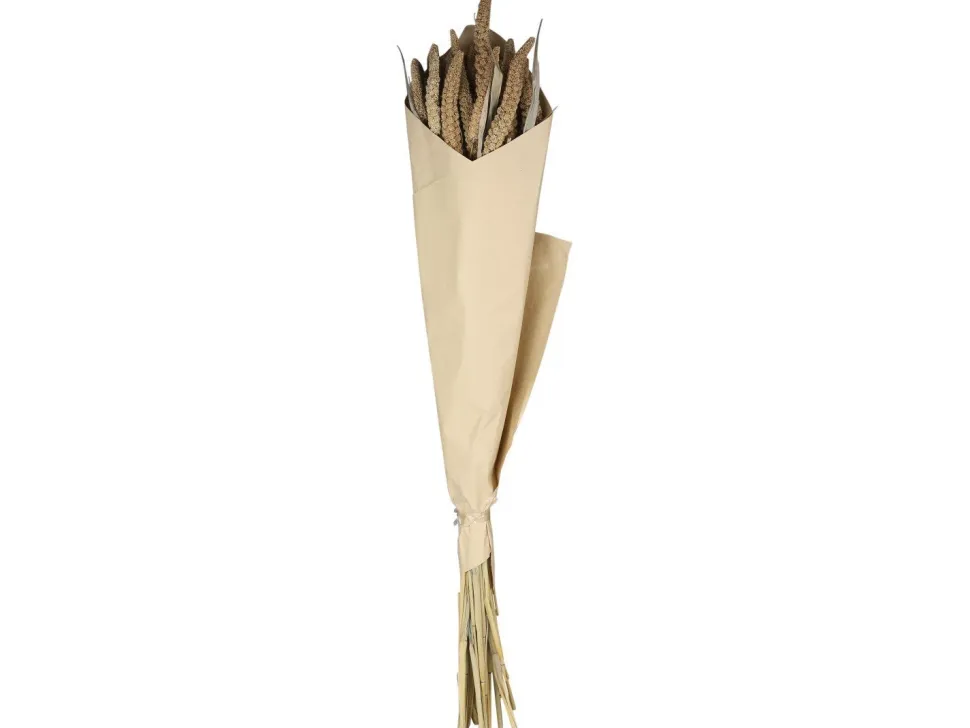 Chic Antique Fleur getrocknete Seterea Blumen