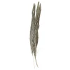 Chic Antique Fleur getrocknetes Gras