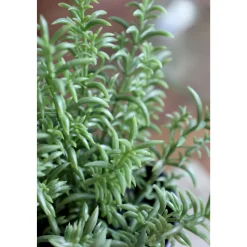 Chic Antique Fleur künstlicher Rosmarin Topf