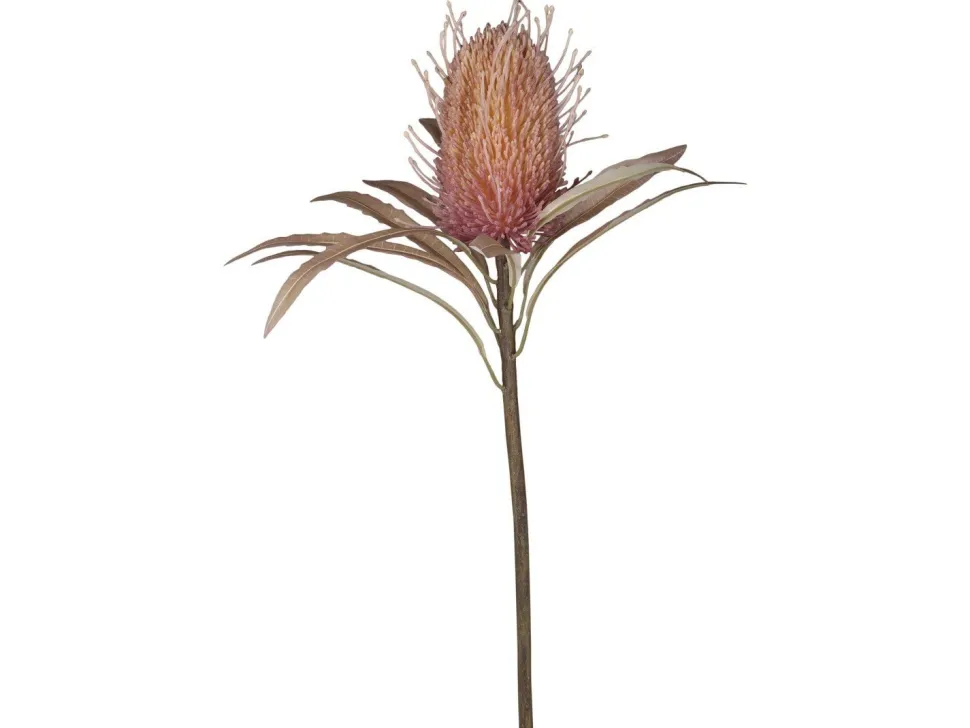 Chic Antique Fleur Protea Blume