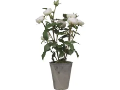 Chic Antique Fleur Rosenstrauch im Keramiktopf