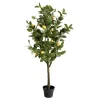 Chic Antique Fleur Zitronenbaum