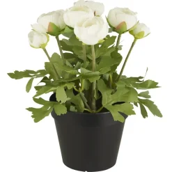 IB Laursen Ranunkel in Topf